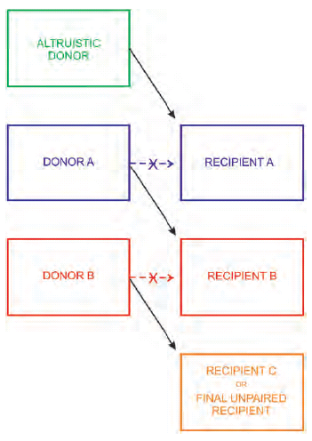 Donor Triangle EXPERIMENTAL AND CLINICAL TRANSPLANTATION
